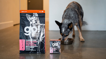 GO-SOLUTIONS-Blog-Dog-eating-out-of-bowl-with-kibble-bag-and-tetra-pak-beside