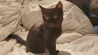 NFB Rescue Story Young Cat Saved