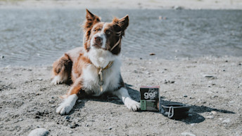 GO-SOLUTIONS-dog-sitting-on-the-beach-beside-wet-food-and-collapsible-bowl