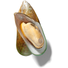 Mussel in shell