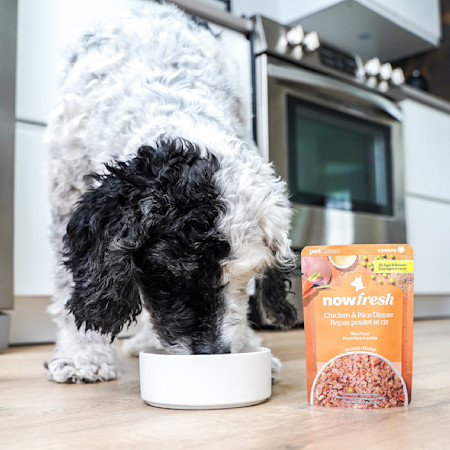 Dog eating Now Fresh Chicken & Rice Dinner wet dog food