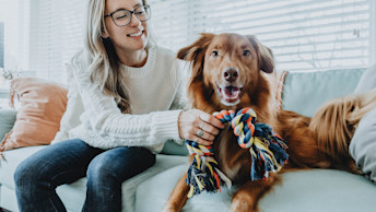 Nova Scotia Duck Tolling Retriever and pet parent on couch with dog toy