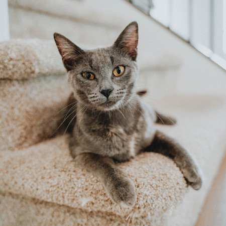 Grey cat on stairs