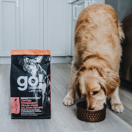 Golden Retriever dog eating Go! Solutions Sensitivities Salmon kibble from bowl