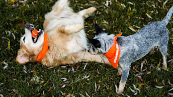 Two dogs wearing Petcurean bandanas rolling in grass