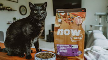 NF - Blog Image - Why You Should Adopt a Senior Cat