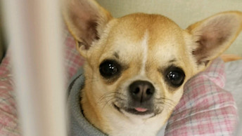 NF - Blog Header - A Rescue Pup Transformation: From Health Issues to Healthy and Happy.