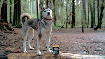 GO-SOLUTIONS-dog-standing-on-log-with-CARNIVORE-Chicken-Turkey-Duck-Stew-Tetra-Pak