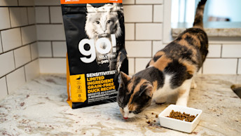 Calico cat eating GO! SOLUTIONS kibble from counter