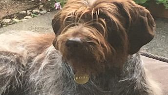 GS - Success Story Floyd the dog