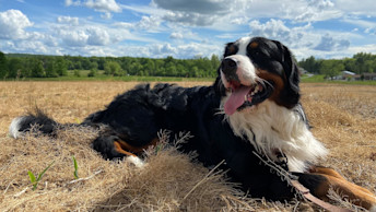 Mack the Bernese Mountain Dog laying on the grass