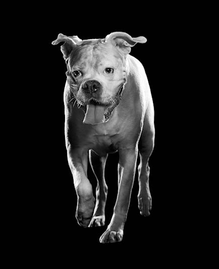 Black and white American Bulldog