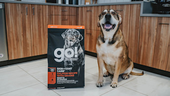 Dog sitting in the kitchen next to Go! large breed dog food