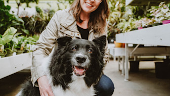 Senior Border Collie dog with owner in greenhouse