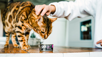 GO-SOLUTIONS-Blog-EU-Cat-smelling-Skin-Coat-Care-Chicken-Pate-0620