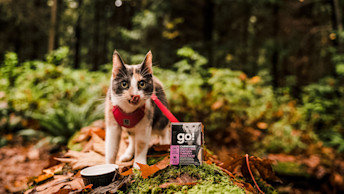 GO-SOLUTIONS-Blog-Cat-hiking-with-tetra-pak-recipe