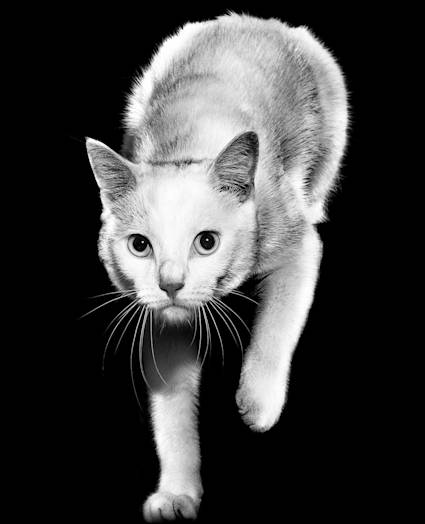 Black and white cat with one paw up