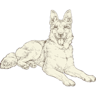 NOW-FRESH-Product-Illustration-Dog-Large-Breed-Senior