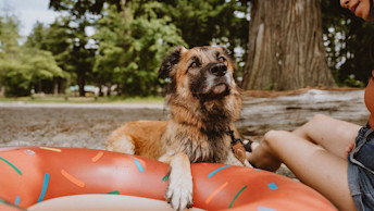Dog sitting on beach with owner