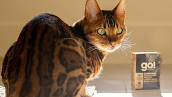Roxy the cat