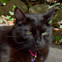 Black cat