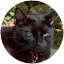 Black cat