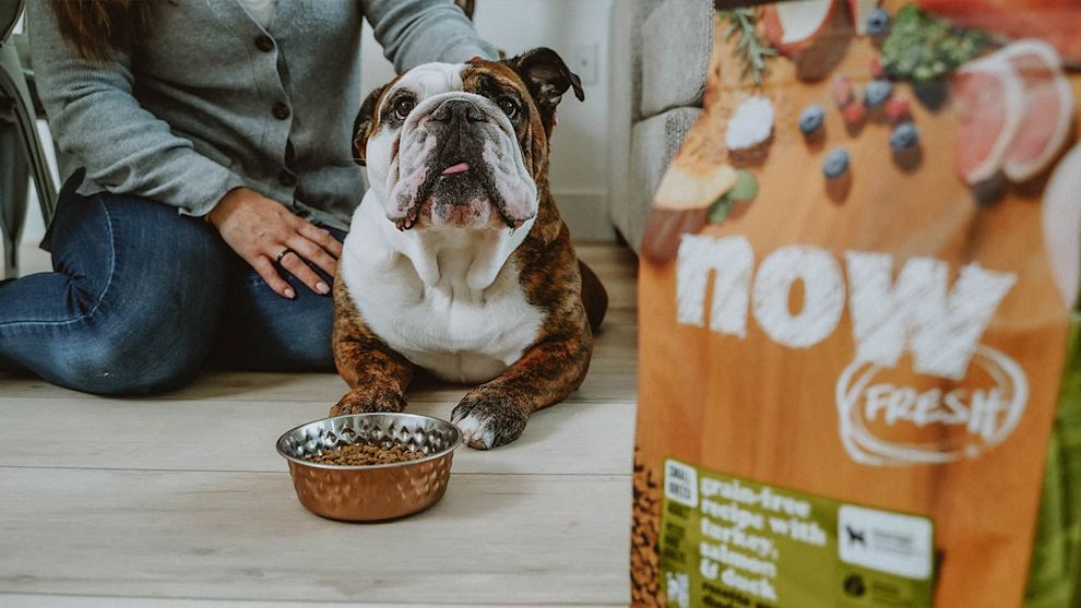 Bulldog with owner and bowl of NOW FRESH
