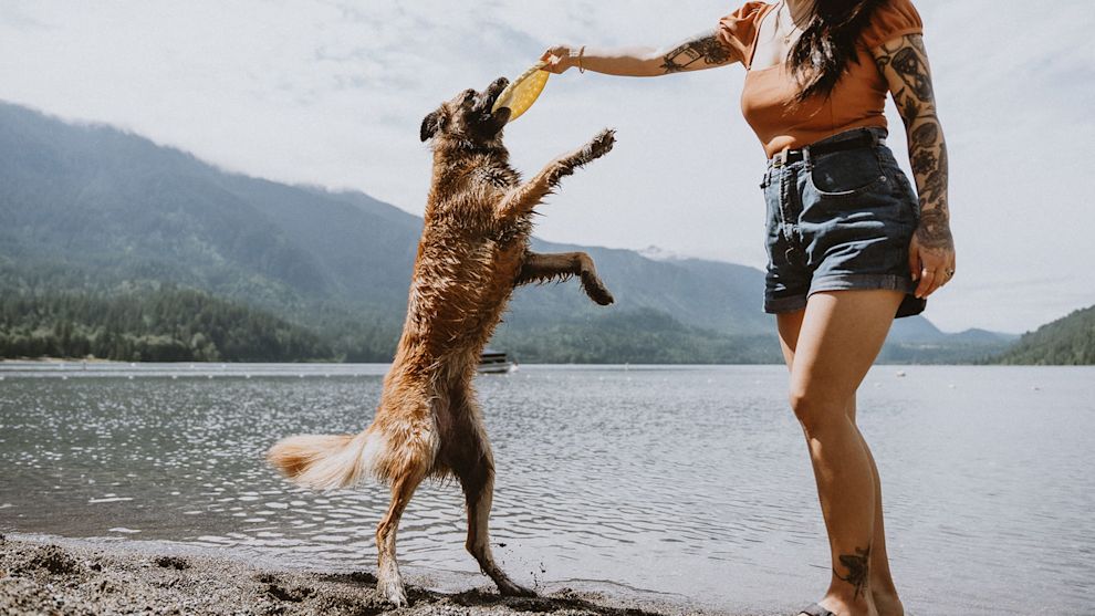 Dog and owner playing with frisbee on the beach