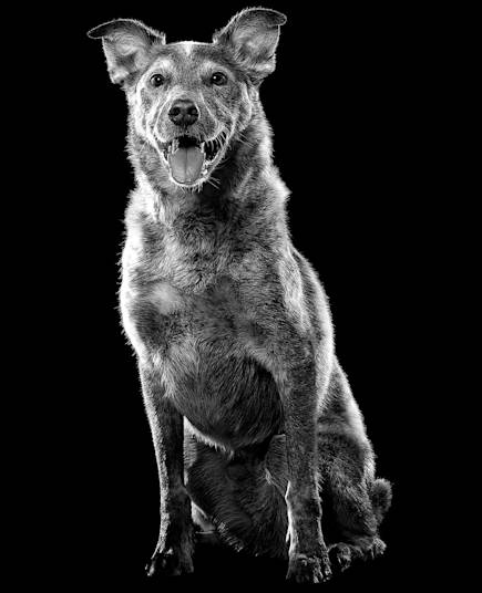 Dog sitting with mouth open