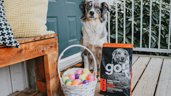 Dog with bag of Go! Solutions and Easter egg basket