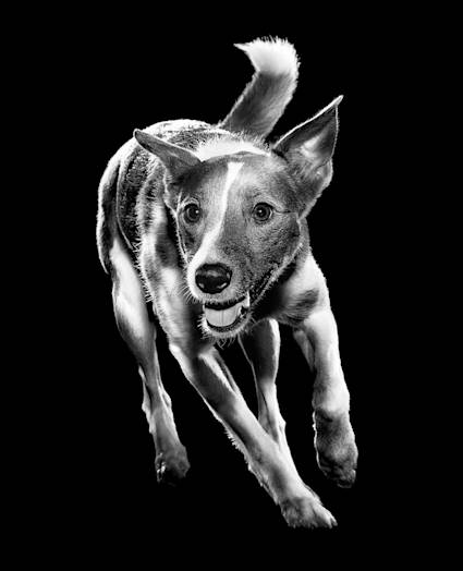 Black and white Jack Russell Terrier running