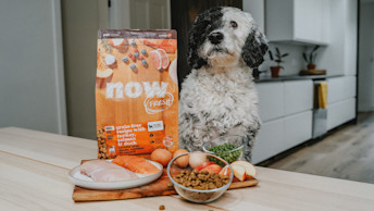 Dog sitting with bowl of NOW FRESH kibble and fresh protein including salmon, turkey, duck, eggs and peas