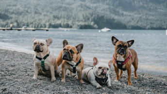 Four bully dogs sitting on the sand at the beach