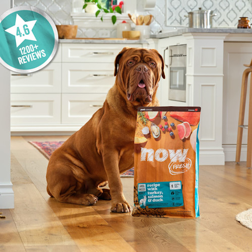 4.6 stars, 1200+ reviews, large breed dog sitting with NOW FRESH dog food bag looking quizzically at camera