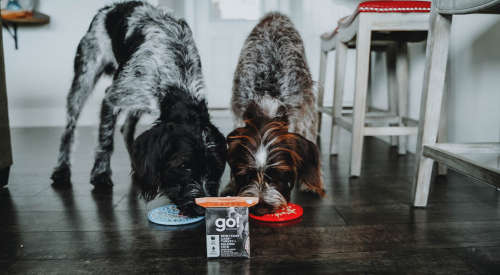 German Wirehaired Pointer dogs eating GO! SOLUTIONS wet food off lick mat