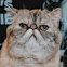 Exotic Shorthair cat