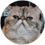 Exotic Shorthair cat