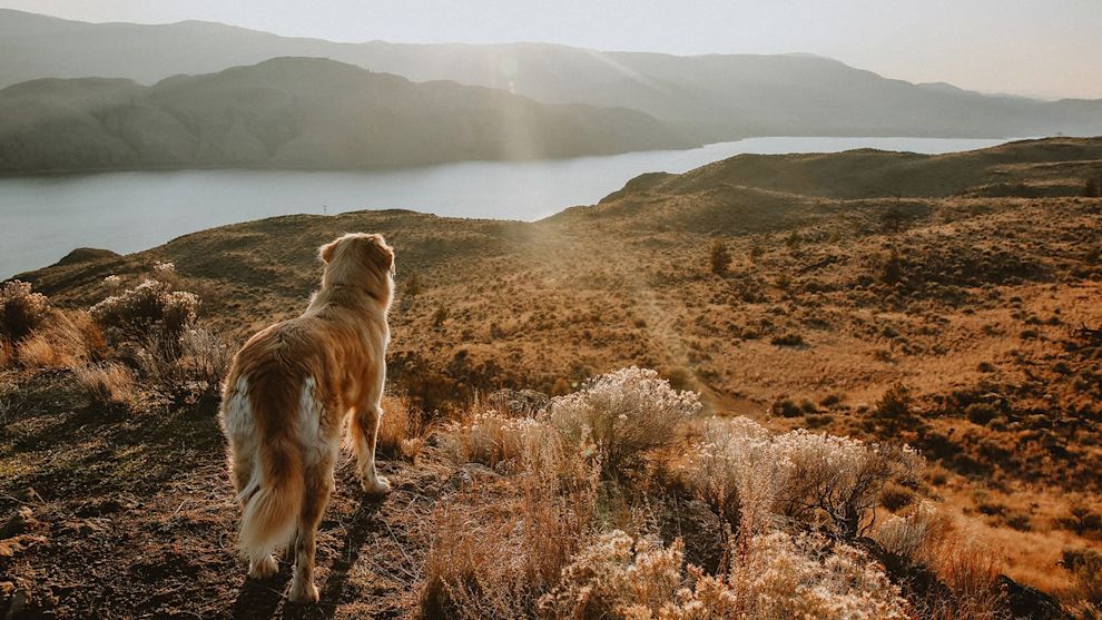 Golden Retriever dog looking over valley