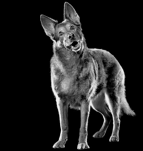 Black and white German Shepherd dog with mouth open