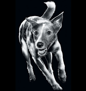 GS-Philosophy-Fit-dog-Indy-running