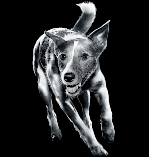 GS-Philosophy-Fit-dog-Indy-running