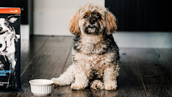 Scruffy dog with white bowl