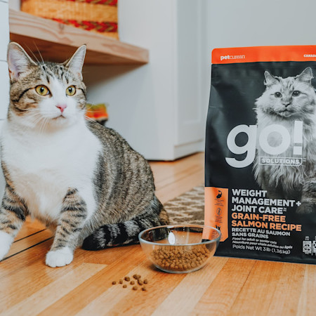 Cat with bowl of Go! Solutions Weight Management + Joint Care Salmon recipe kibble