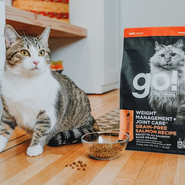 Cat with bowl of Go! Solutions Weight Management + Joint Care Salmon recipe kibble