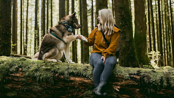 Trainer asking for paw with dog and sitting on a log