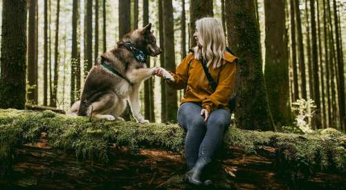 Trainer asking for paw with dog and sitting on a log