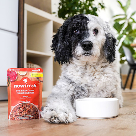 Dog with Now Fresh Beef & Rice Dinner wet dog food