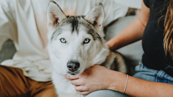 Blue-eyed Husky dog looking at camera
