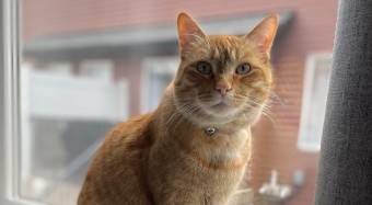 Joe the orange cat on window sill