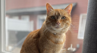 NF - In blog image - Joe orange cat on the window sill